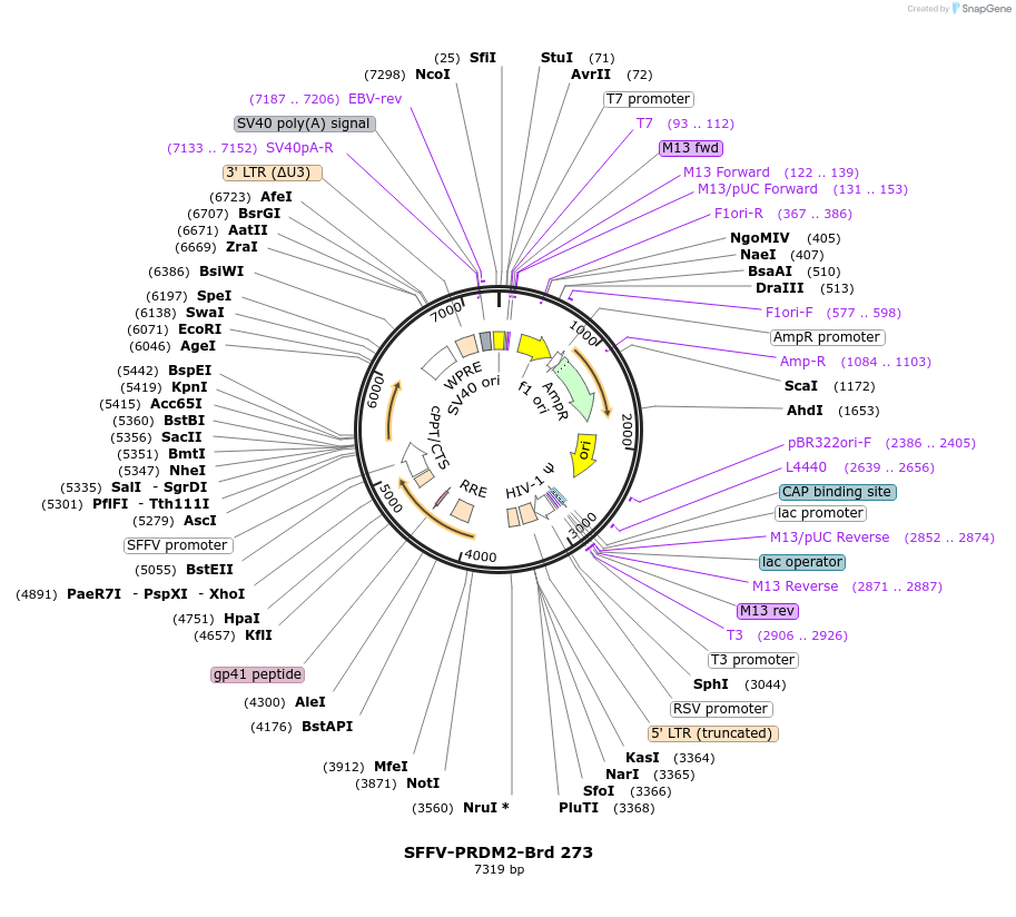 219215-plasmid-map-sequence-id-448989