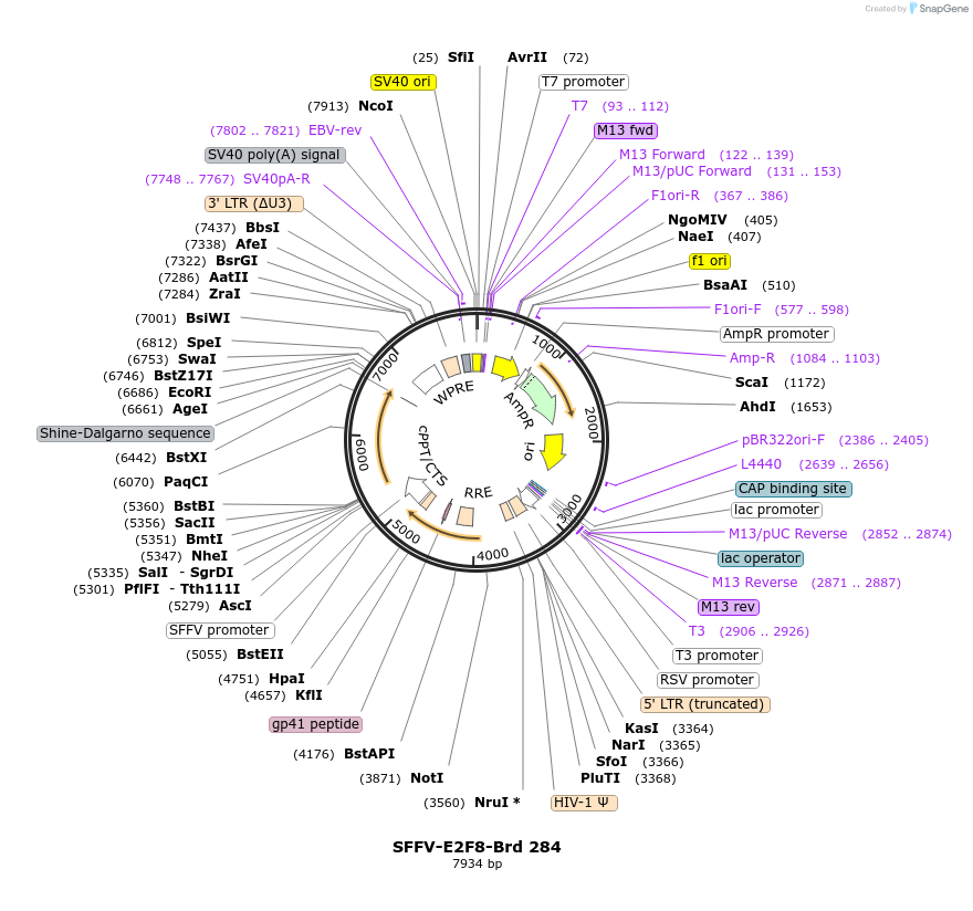 219225-plasmid-map-sequence-id-448996