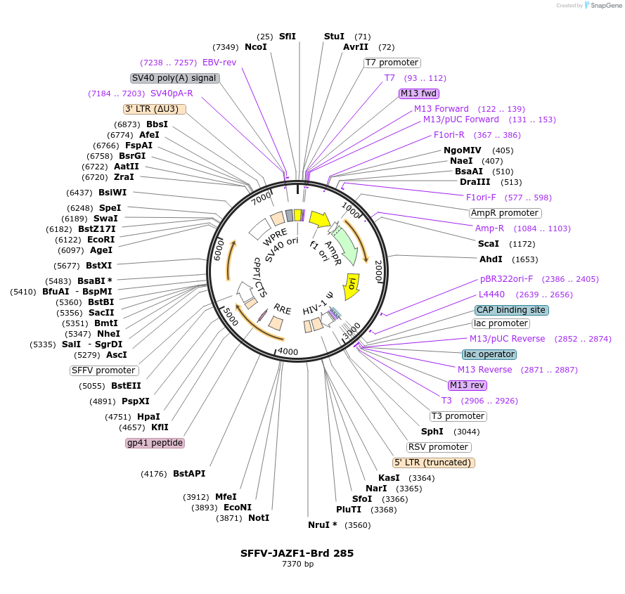 219226-plasmid-map-sequence-id-448997