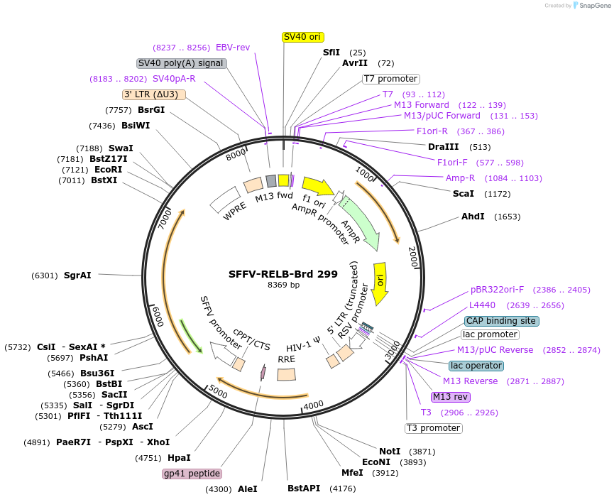 219235-plasmid-map-sequence-id-449004