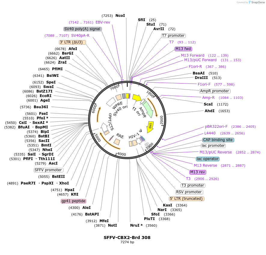 219242-plasmid-map-sequence-id-449007