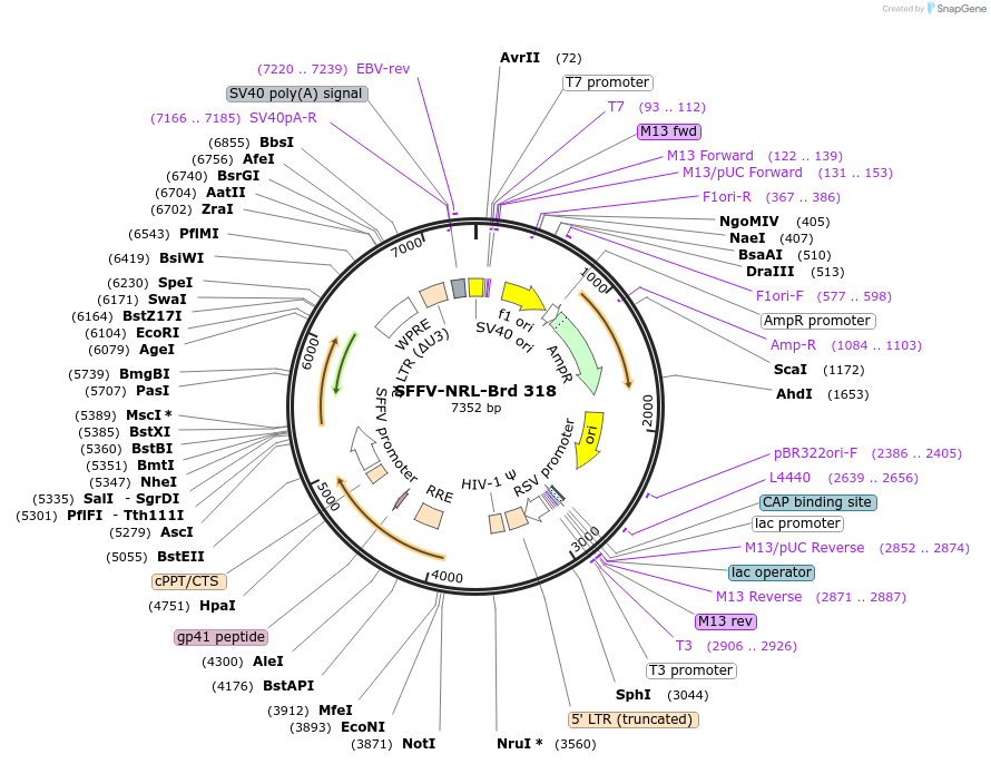 219248-plasmid-map-sequence-id-449011