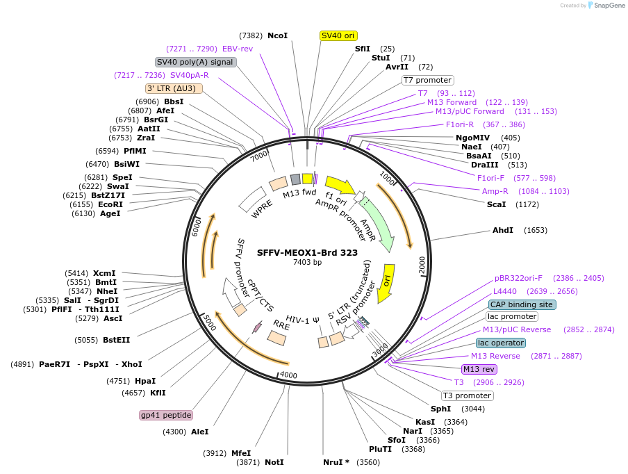 219253-plasmid-map-sequence-id-449013