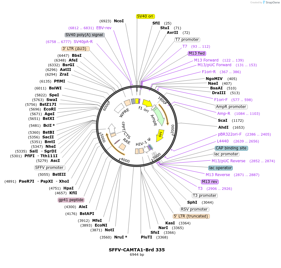 219264-plasmid-map-sequence-id-449024