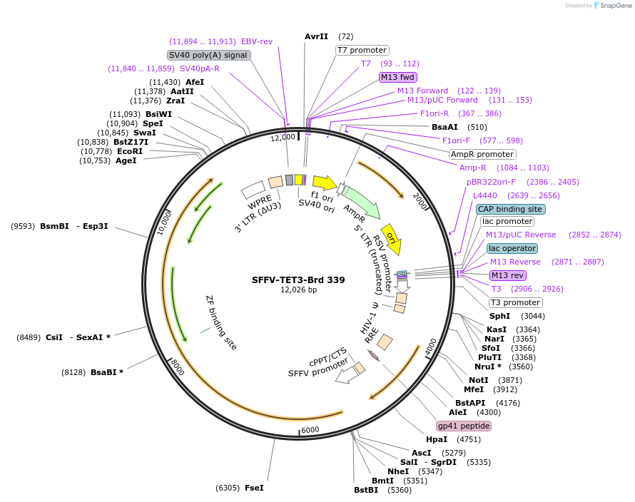 219266-plasmid-map-sequence-id-449026