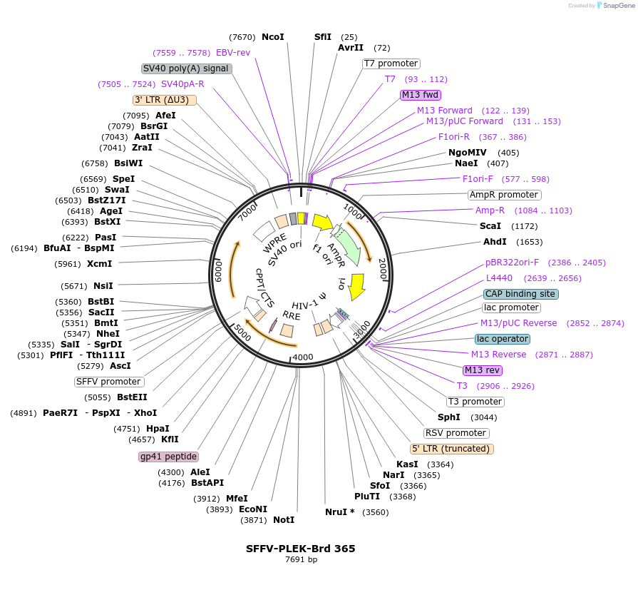 219290-plasmid-map-sequence-id-449042
