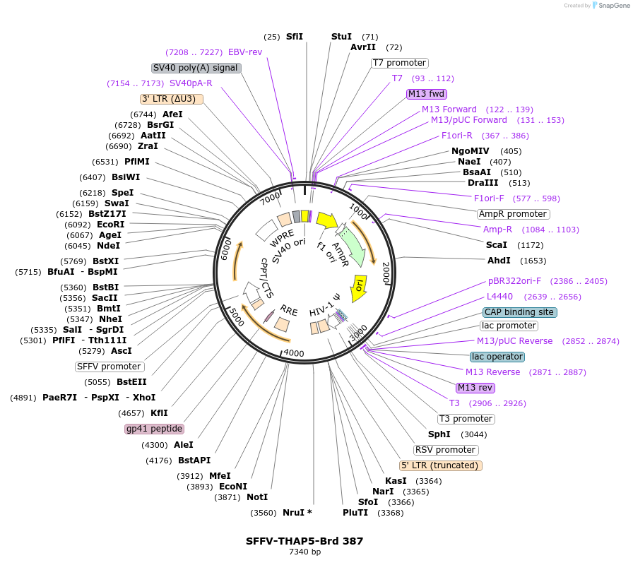 219311-plasmid-map-sequence-id-449058