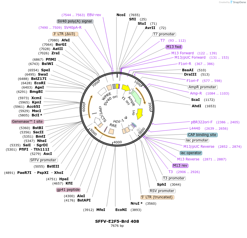 219331-plasmid-map-sequence-id-449074