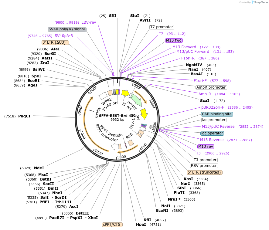 219339-plasmid-map-sequence-id-449080