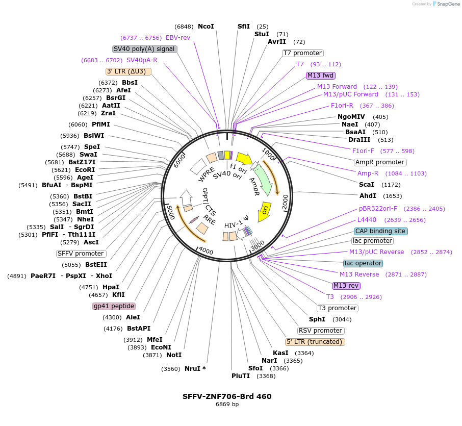 219365-plasmid-map-sequence-id-449096
