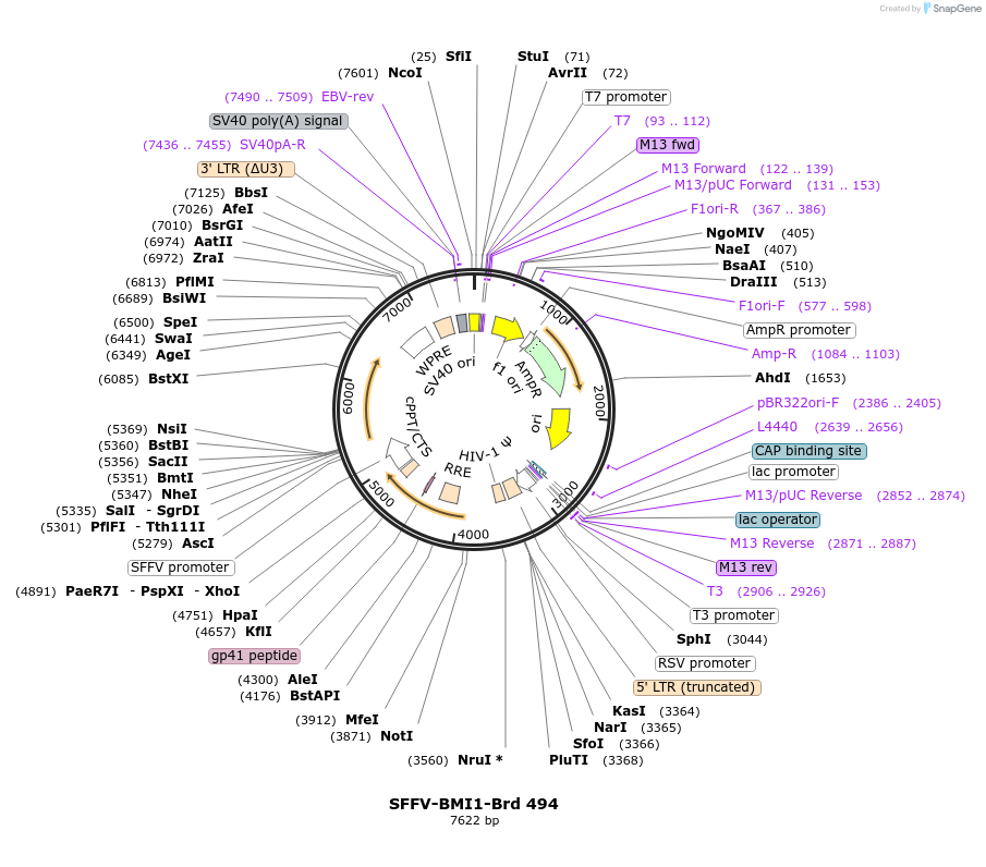 219388-plasmid-map-sequence-id-449102
