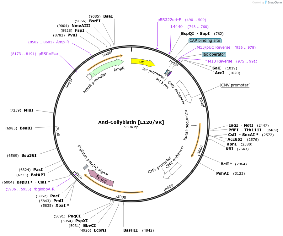 225365-plasmid-map-sequence-id-449114