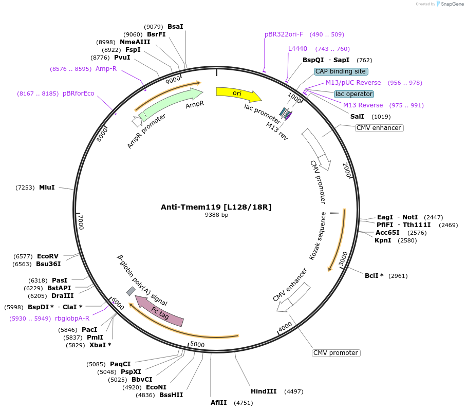 225367-plasmid-map-sequence-id-449115