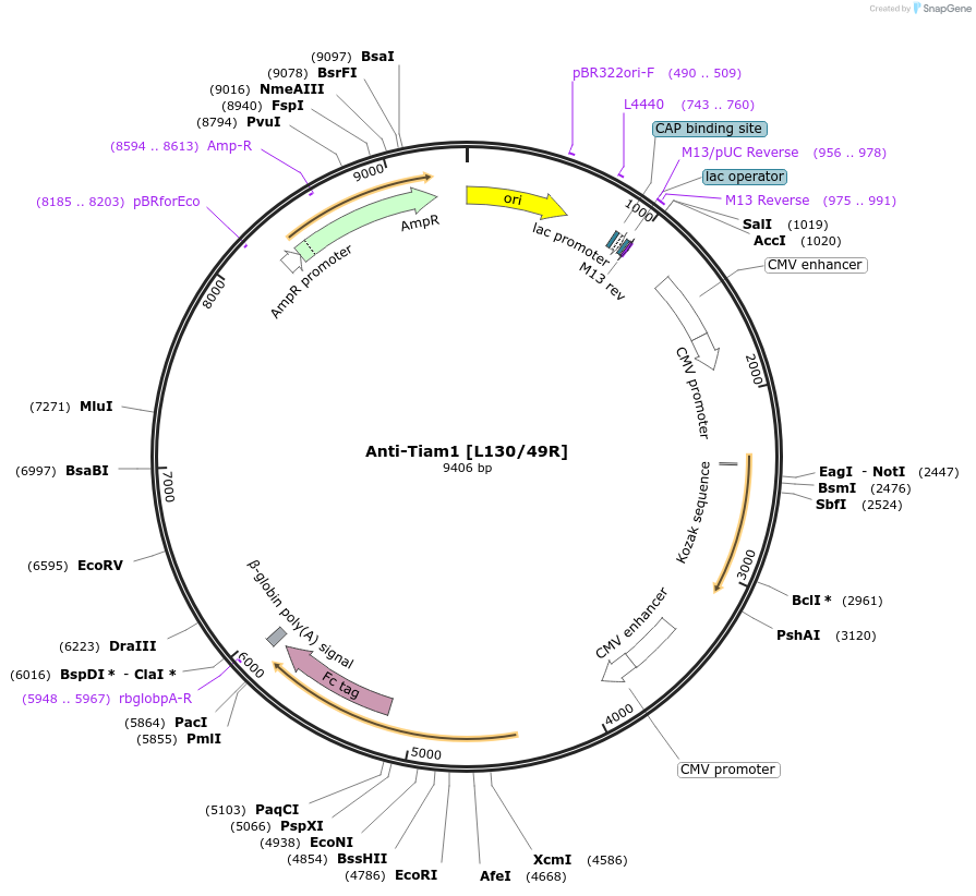 225369-plasmid-map-sequence-id-449118