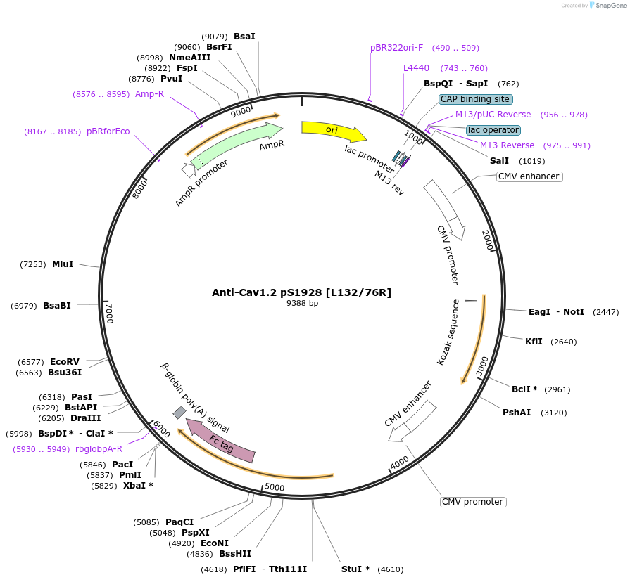225370-plasmid-map-sequence-id-449119