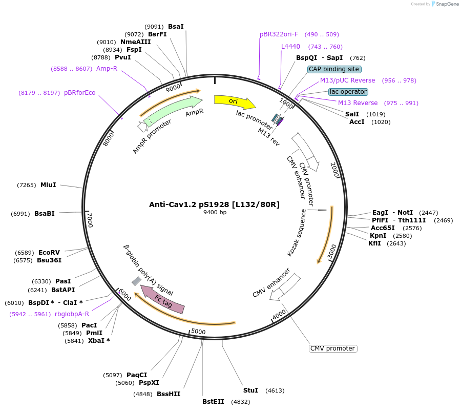 225371-plasmid-map-sequence-id-449120