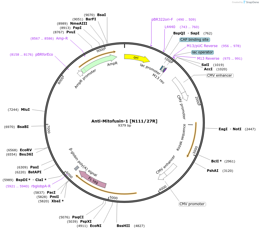 225377-plasmid-map-sequence-id-449124