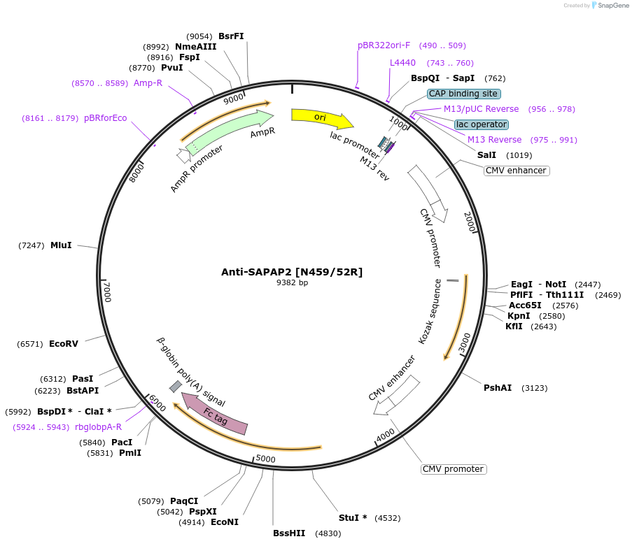 225398-plasmid-map-sequence-id-449130