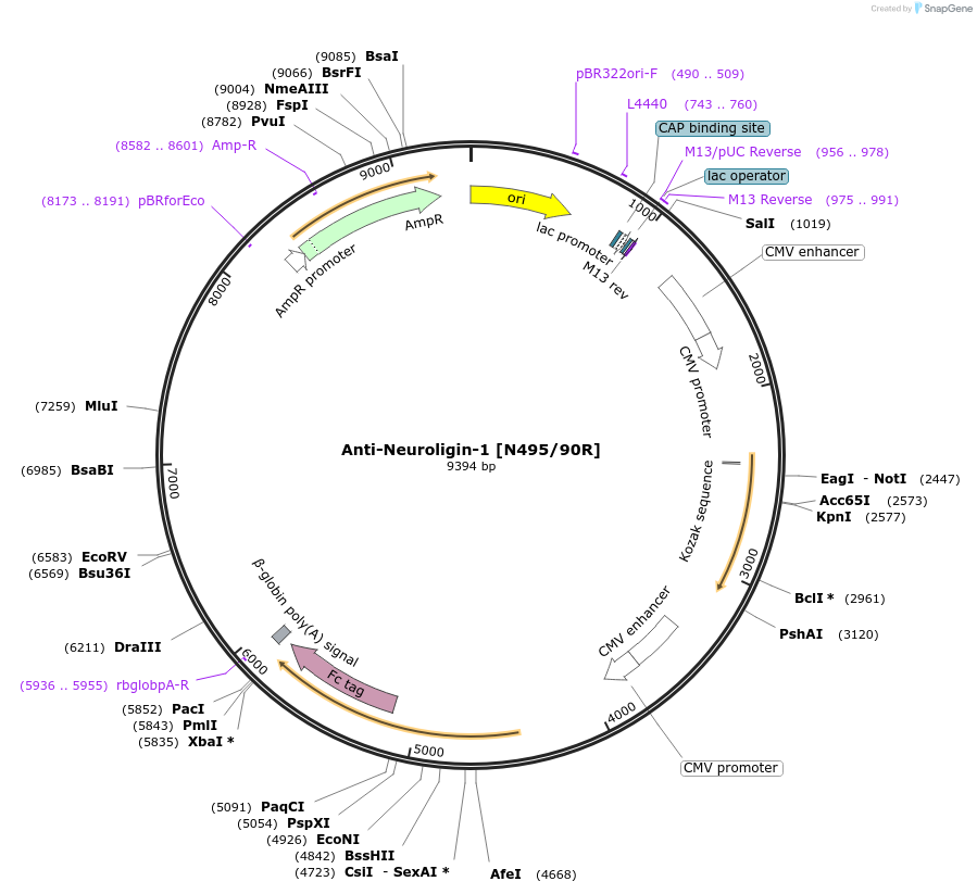 225400-plasmid-map-sequence-id-449134