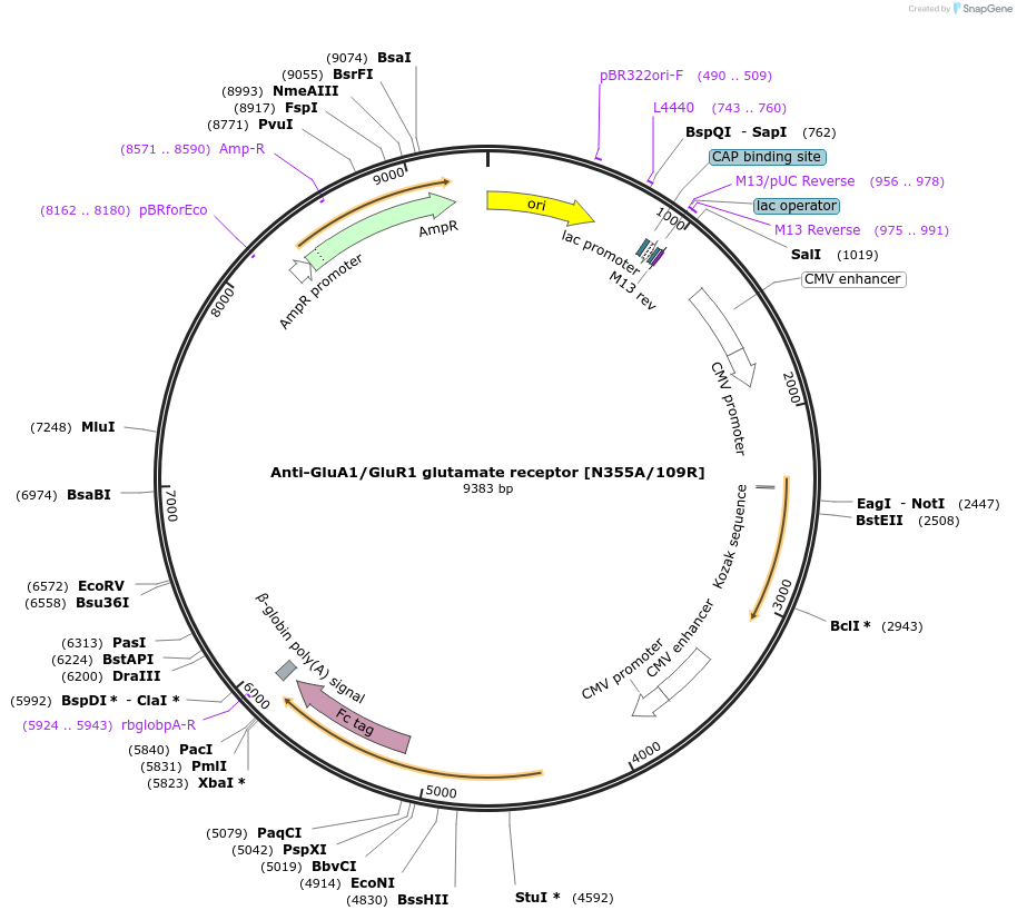 225390-plasmid-map-sequence-id-449136