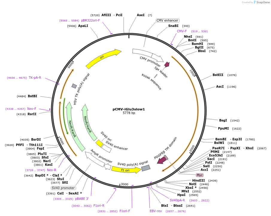226501-plasmid-map-sequence-id-449138