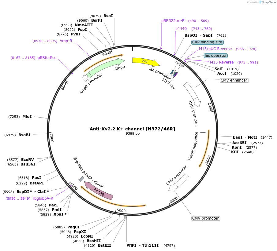 225392-plasmid-map-sequence-id-449139