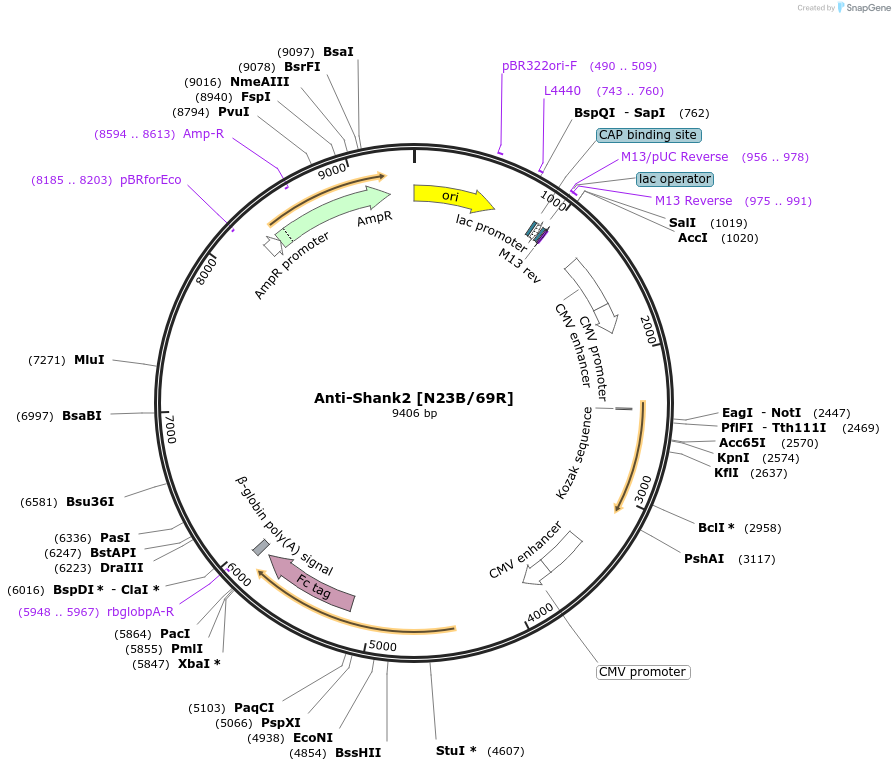 225382-plasmid-map-sequence-id-449140