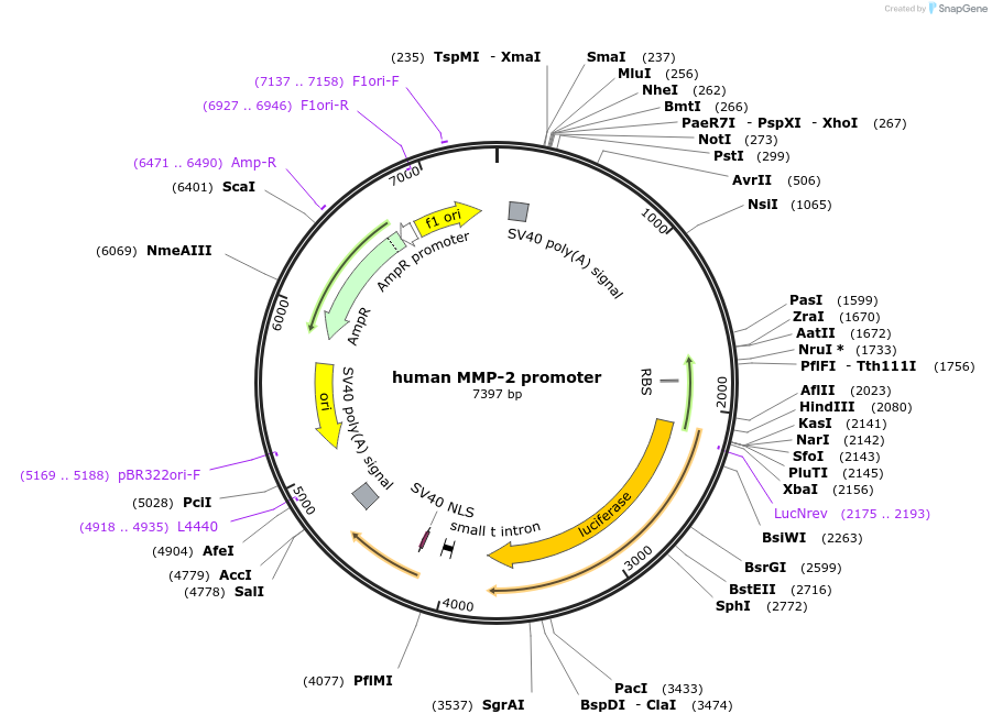 53432-plasmid-map-sequence-id-449142