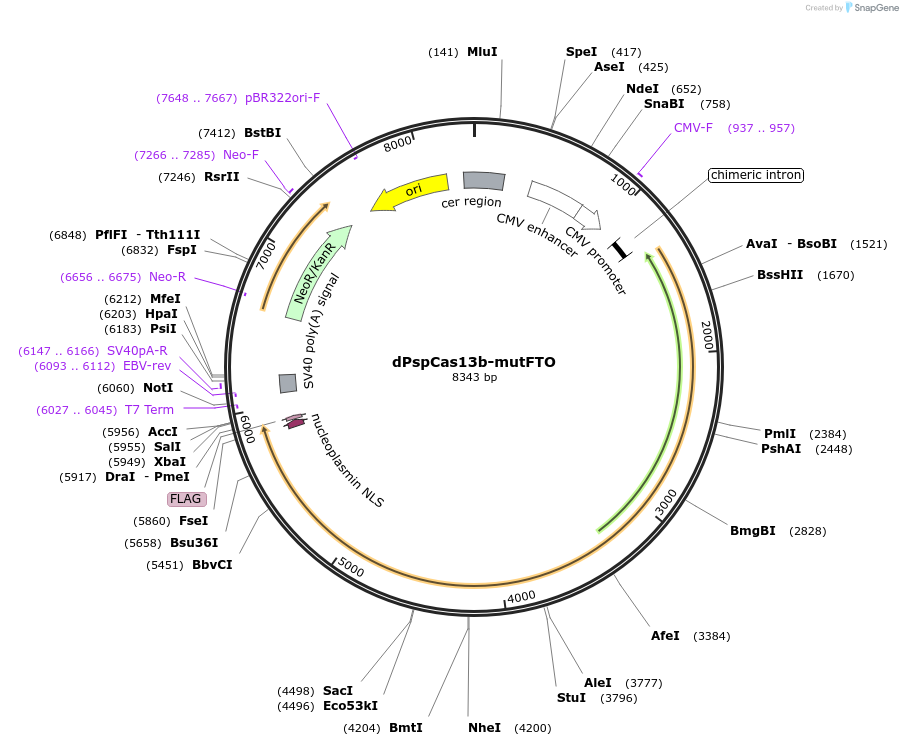 223697-plasmid-map-sequence-id-449146