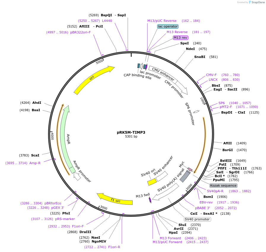 31715-plasmid-map-sequence-id-449148