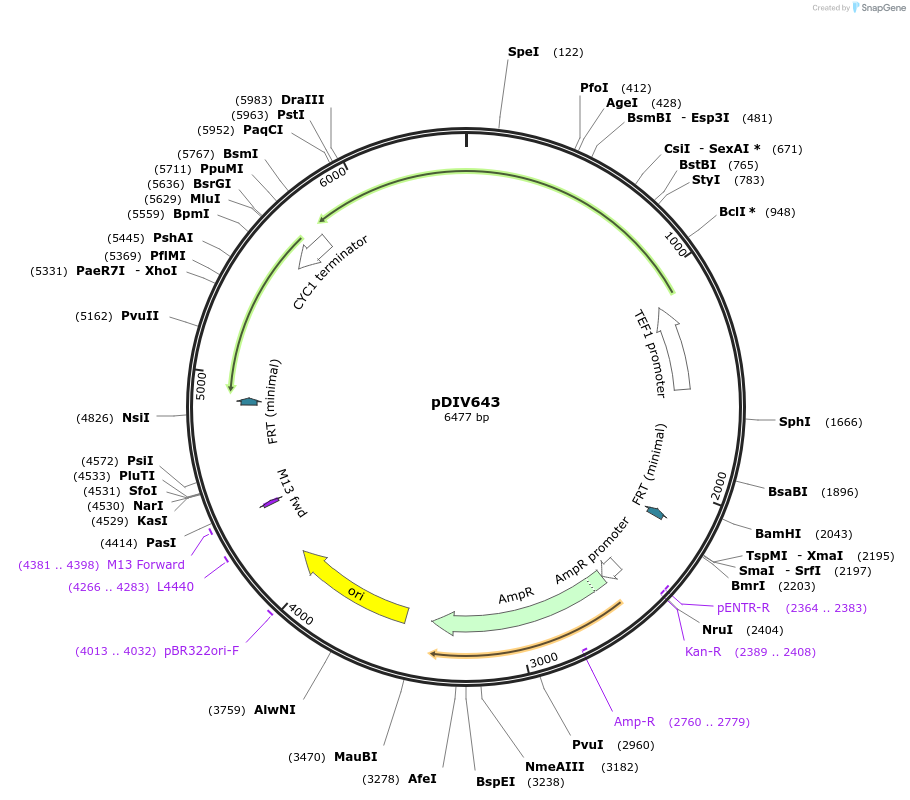 226182-plasmid-map-sequence-id-449156