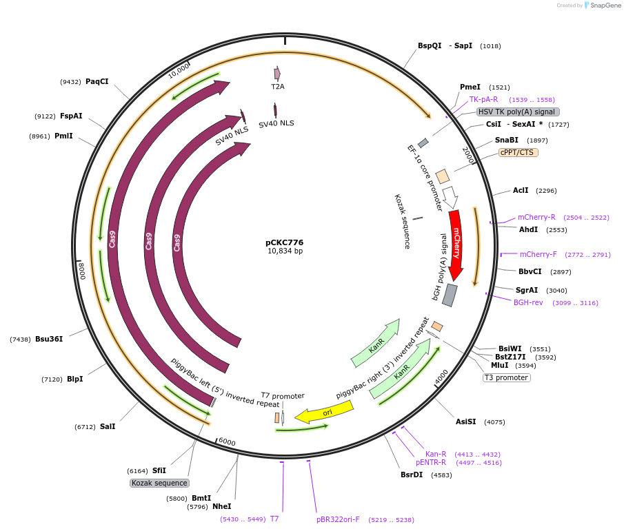 226627-plasmid-map-sequence-id-449157