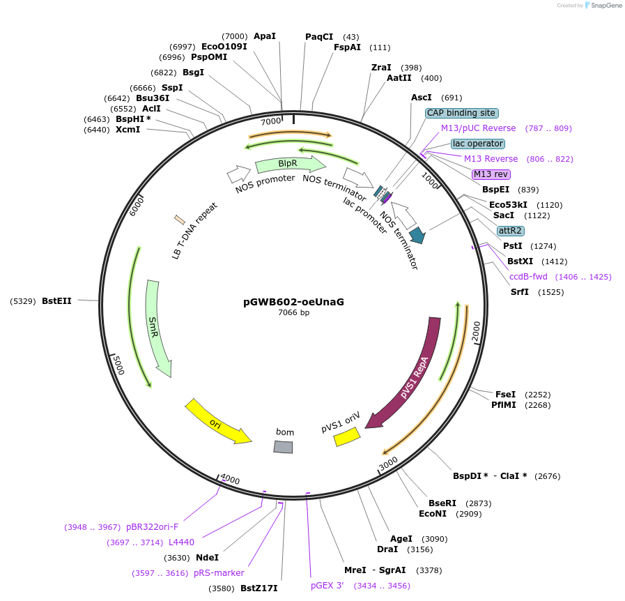 221662-plasmid-map-sequence-id-449159