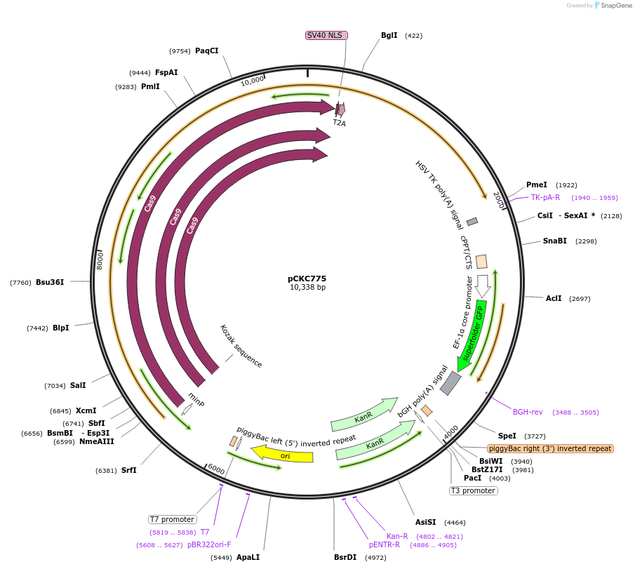 226626-plasmid-map-sequence-id-449161