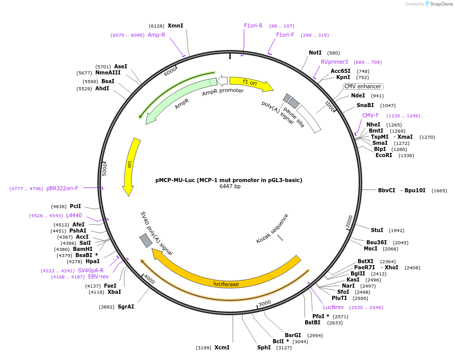 40325-plasmid-map-sequence-id-449174