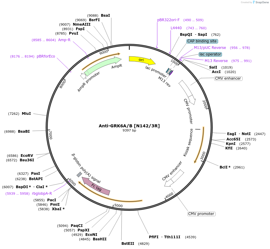 225381-plasmid-map-sequence-id-449179