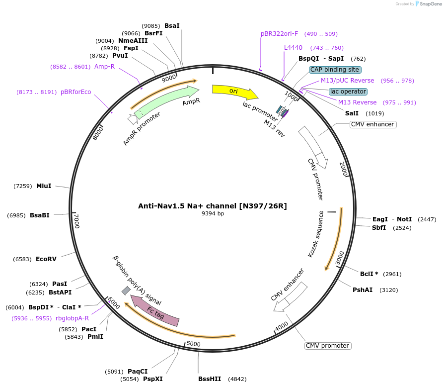 225394-plasmid-map-sequence-id-449180