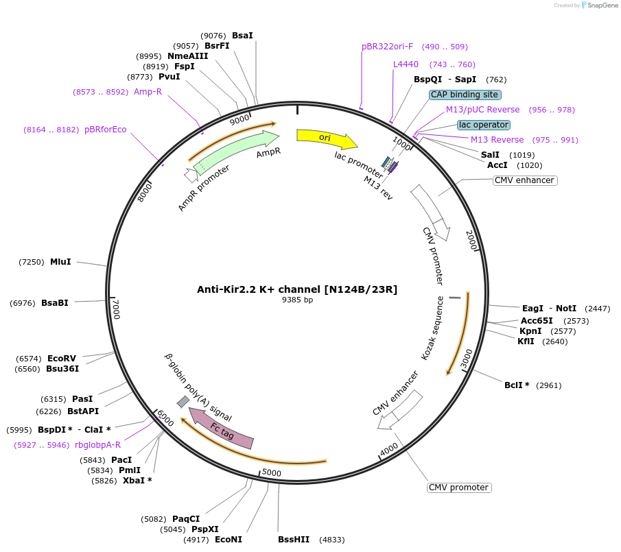 225380-plasmid-map-sequence-id-449182