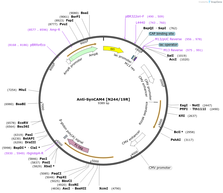 225383-plasmid-map-sequence-id-449183
