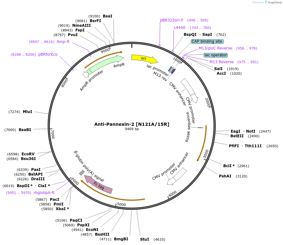 225379-plasmid-map-sequence-id-449184