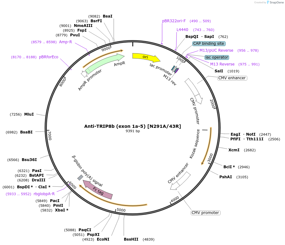 225389-plasmid-map-sequence-id-449185