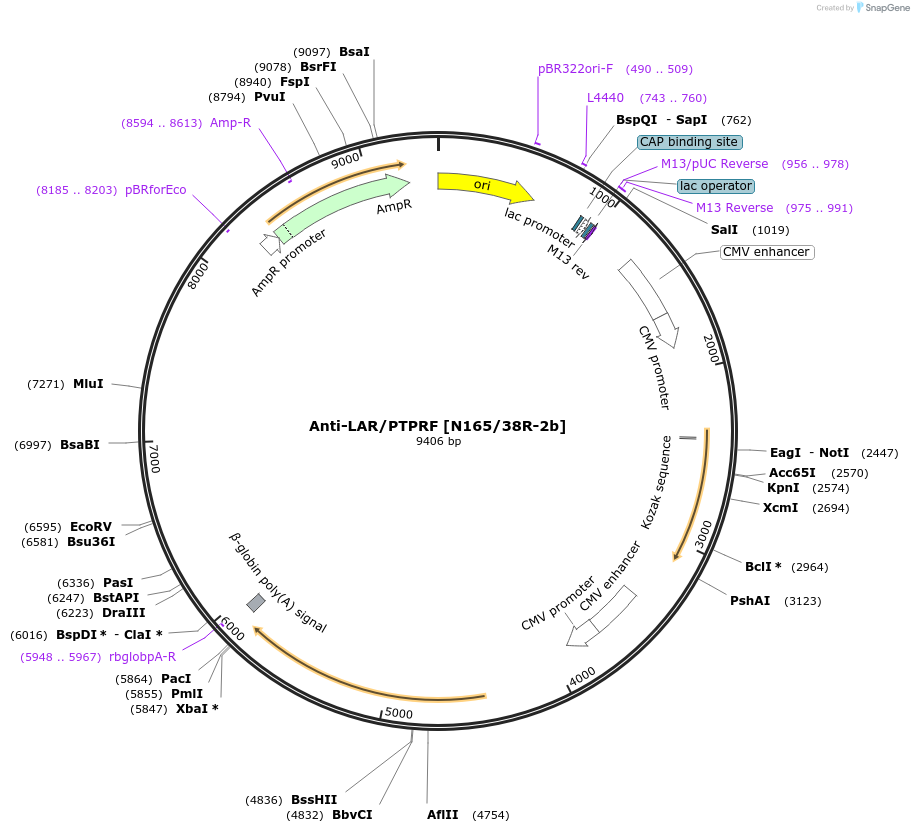 225411-plasmid-map-sequence-id-449190