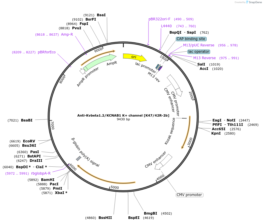 225408-plasmid-map-sequence-id-449191