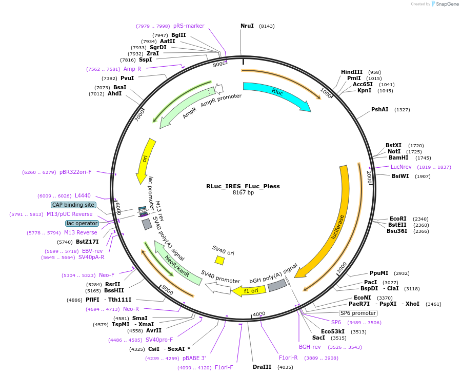 226462-plasmid-map-sequence-id-449192