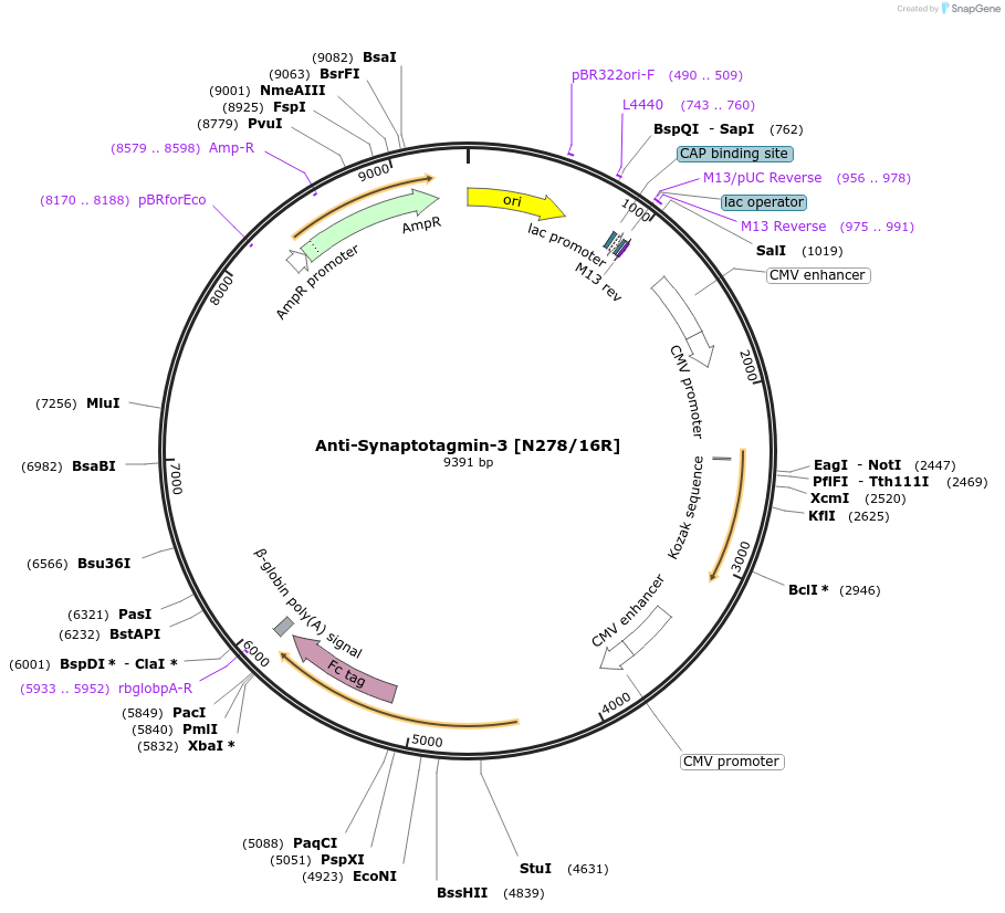 225388-plasmid-map-sequence-id-449193