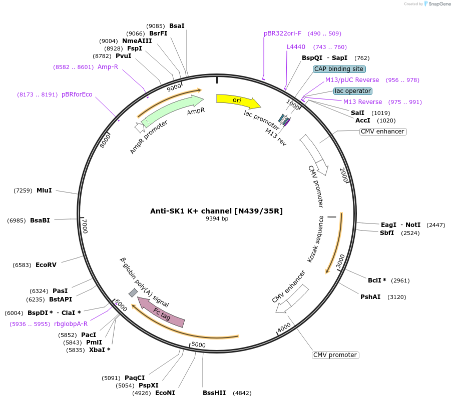 225396-plasmid-map-sequence-id-449195