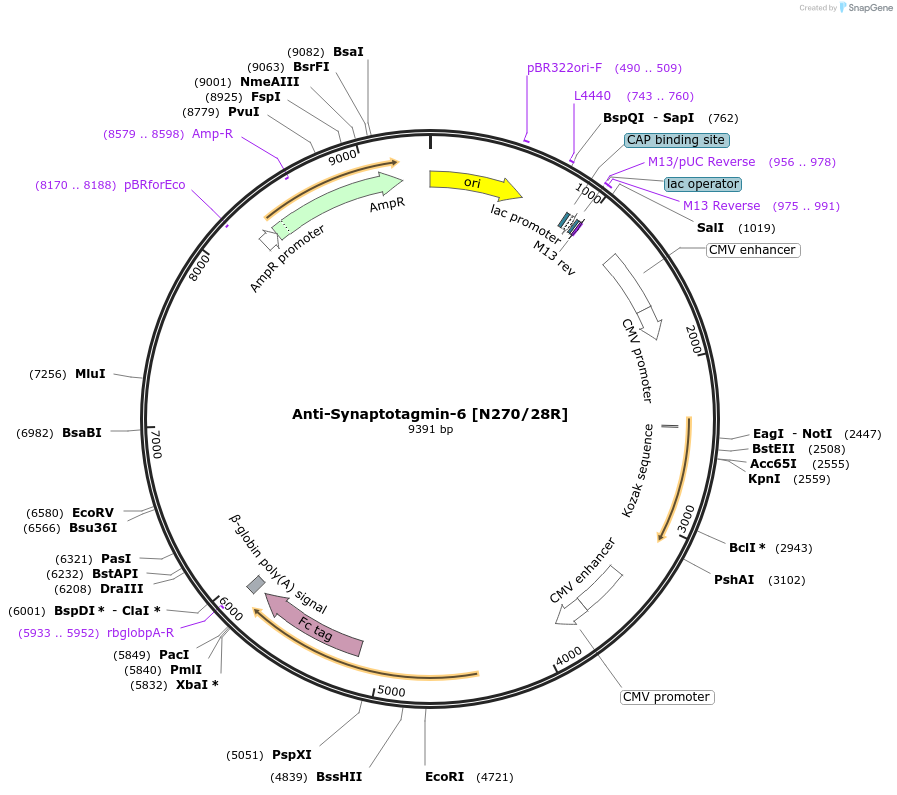 225385-plasmid-map-sequence-id-449234