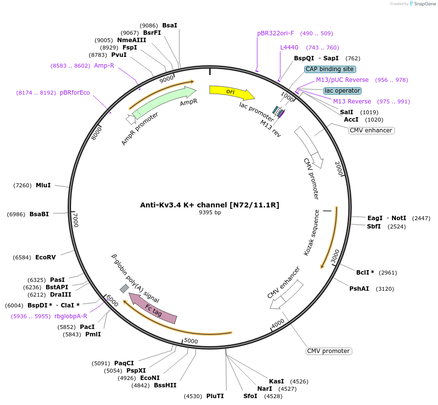 225405-plasmid-map-sequence-id-449235