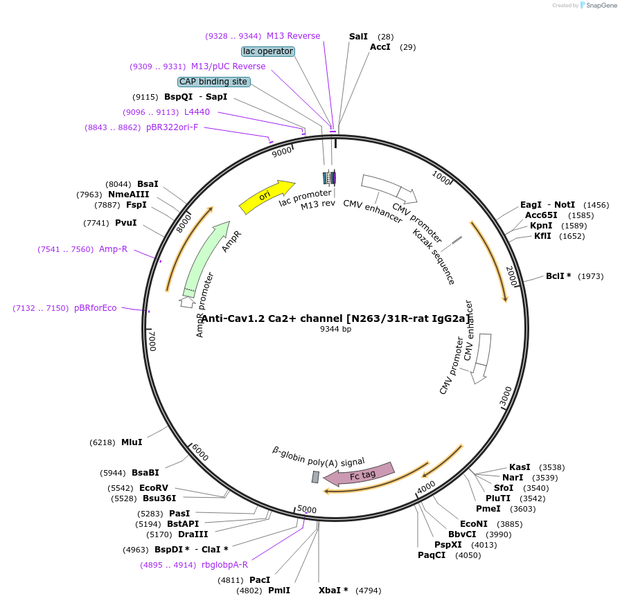 225422-plasmid-map-sequence-id-449275