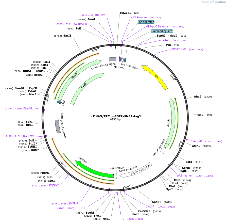 226513-plasmid-map-sequence-id-449277